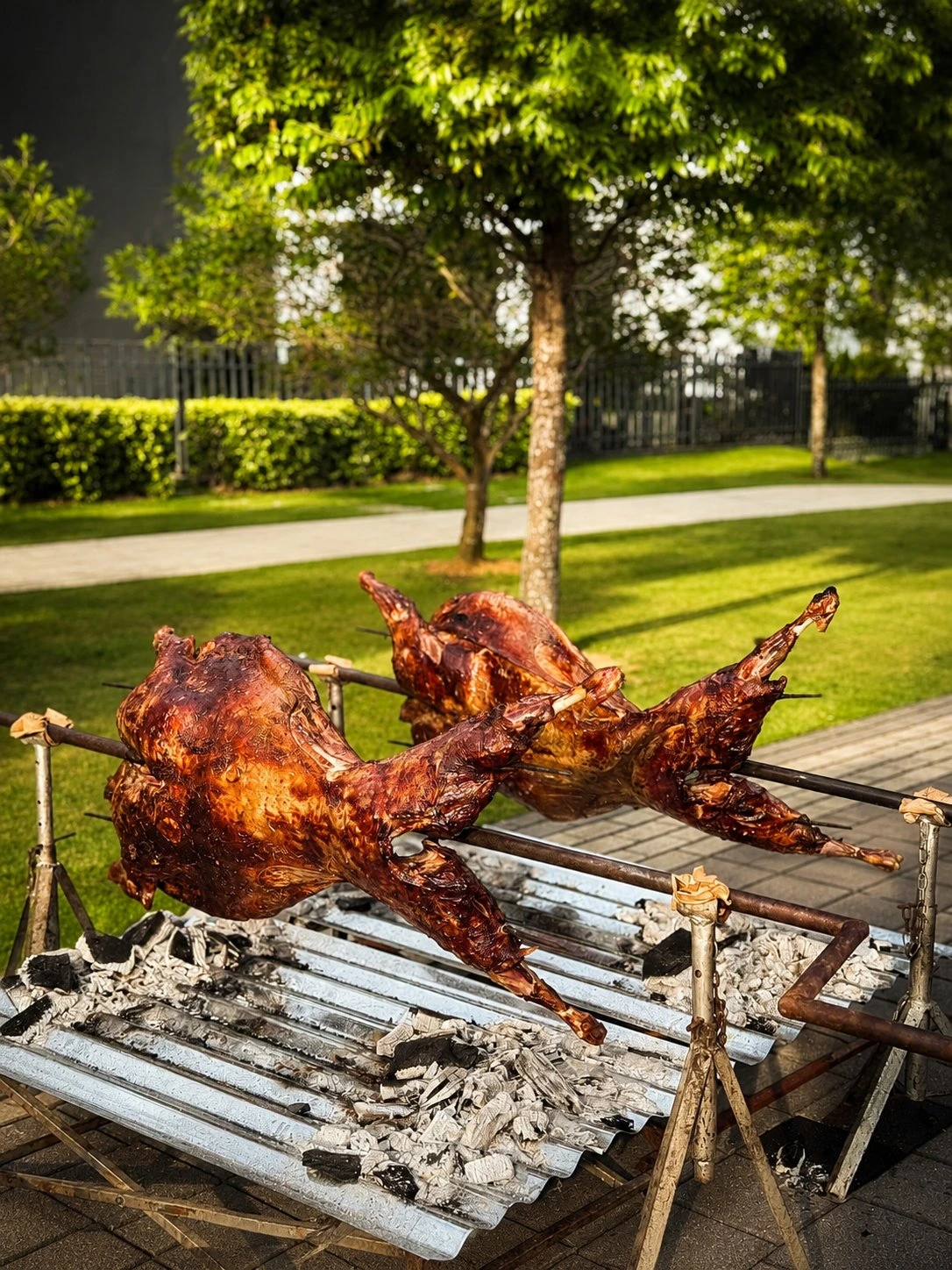 Two whole lambs roasting on the spit